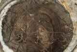 Petrified Wood (Schinoxylon) Limb End-Cut - Blue Forest, Wyoming #186029-2